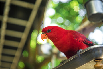 parrots are colorful, charming, the joy of birds.Cropped hand feeding rainbow lorikeet by...