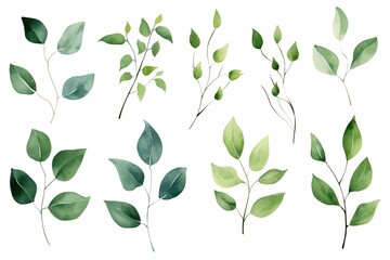 Exquisite watercolor eucalyptus clipart set for stunning design projects and creative endeavors