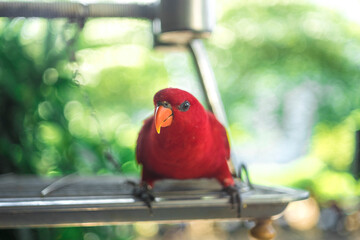 parrots are colorful, charming, the joy of birds.Cropped hand feeding rainbow lorikeet by...