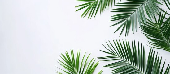 Top view of white background with flat lay of green palm leaf branches. - obrazy, fototapety, plakaty