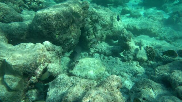Moray Eel underwater video. Underwater wilde life. Maldives.