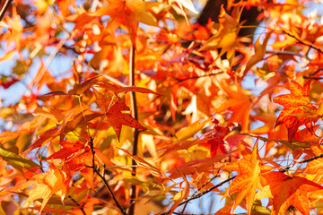 Autumn colorful bright leaves swinging in a tree in autumnal park. Autumn colorful background