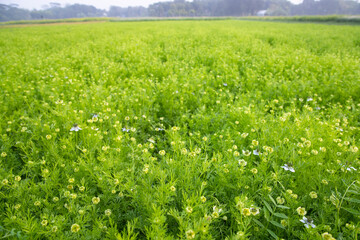 Blooming White Nigella sativa flowers in the field with blue sky. Natural Landscape view