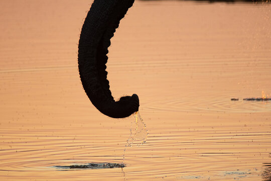 An elephant trunk slurping water from a river