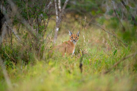 Caracal sitting in the bush at the Kruger National Park in South Africa
