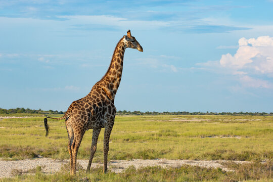 A giraffe on a grassland