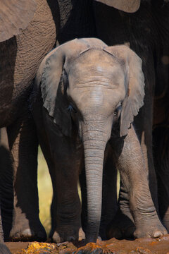 Elephant calf standing next to mother elephant at the Kruger National Park in South Africa
