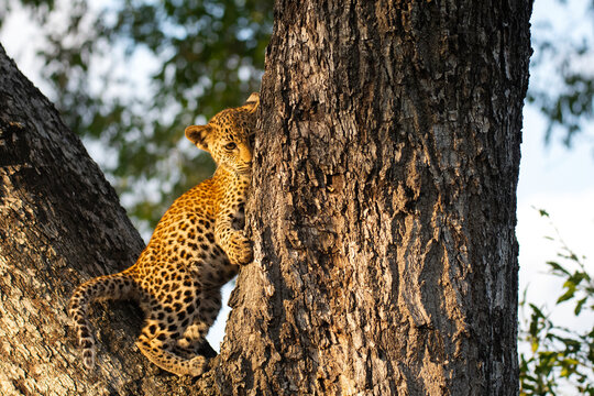 Leopard cub playing in a tree at the Kruger National Park in South Africa