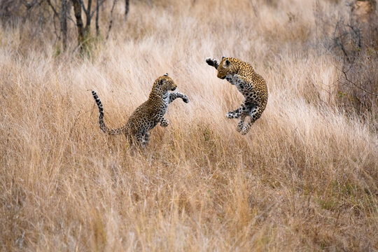 Two Leopards playing in the bush at the Kruger National Park in South Africa