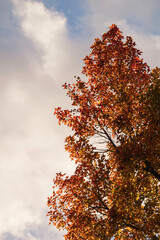 Autumn background with red maple leaves on blue sky background