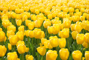 Obraz premium Field of bright tulip flowers