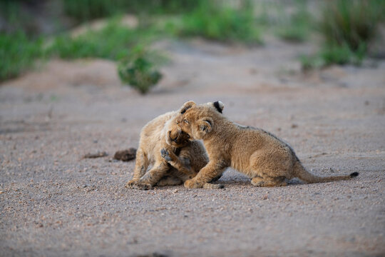 Lion cubs playing and biting each other at the Kruger National Park in South Africa