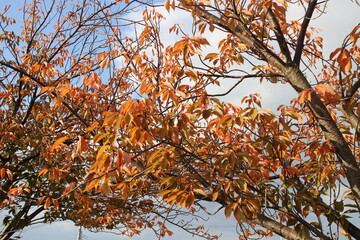 秋の風景　紅葉の木