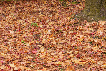fallen maple leaves on the ground