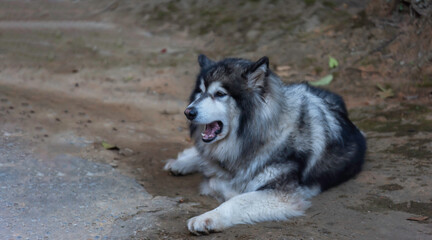 Siberian husky dog in autumn forest in the forest