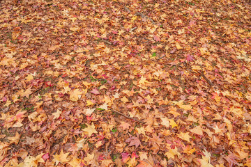 fallen maple leaves on the ground