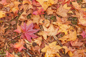 fallen maple leaves on the ground