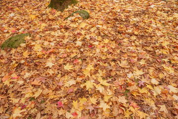 fallen maple leaves on the ground