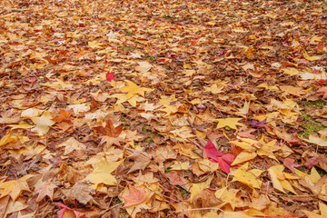 fallen maple leaves on the ground