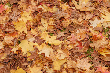 fallen maple leaves on the ground