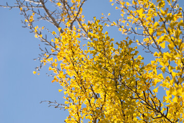 Ginkgo biloba in autumn, yellow ginkgo leaves