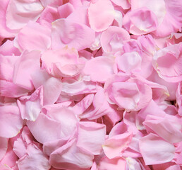 Natural background of rose petals