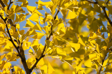 Ginkgo biloba in autumn, yellow ginkgo leaves