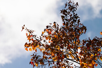 Autumn background with red maple leaves on blue sky background