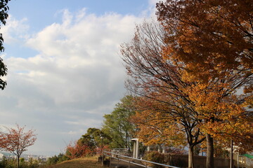 秋の風景　公園