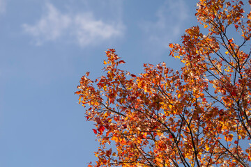 Autumn background with red maple leaves on blue sky background