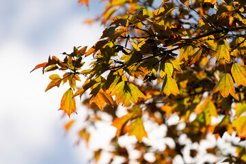 Autumn colorful bright leaves swinging in a tree in autumnal park. Autumn colorful background
