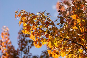 Autumn background with red maple leaves on blue sky background