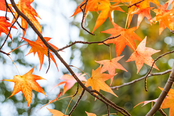 Autumn colorful bright leaves swinging in a tree in autumnal park. Autumn colorful background