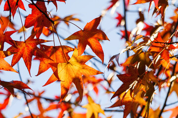 Autumn colorful bright leaves swinging in a tree in autumnal park. Autumn colorful background