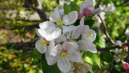 Beautiful and delicate apple flowers in the morning sun close up.  Apple blossom. Spring background.