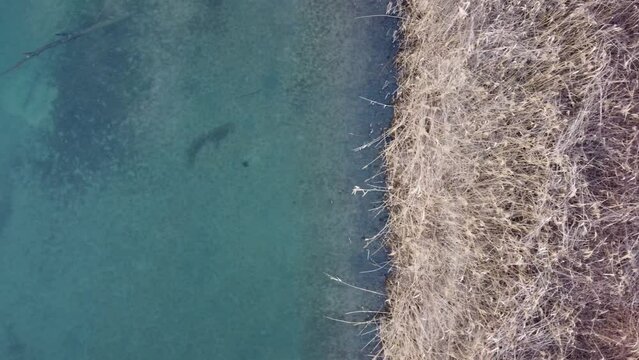 An aerial view of a reedbed in the Brivio swamp, Parco Adda, Lombardy, Italy