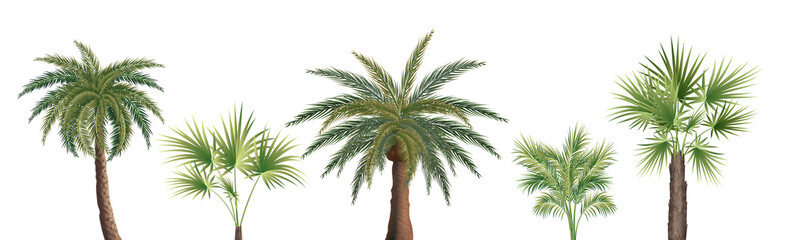 Palm tree isolated in realistic style