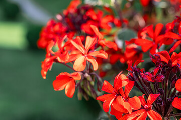 Scarlet Symphony: Dancing Petals of Red Flowers, Nature's Vibrant Tapestry