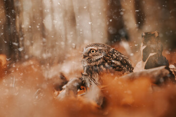 Little owl (Athene noctua) sitting on the ground in winter forest. First snow and owl. Little owl portrait. Owl sitting on dry leafs.