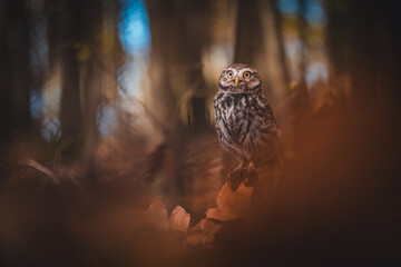 Little owl (Athene noctua) sitting on the ground in autumn forest. Autumn forest in background....