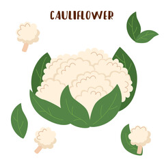 Set of cauliflower isolated on white. Cauliflower vegetable.