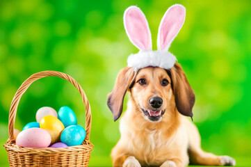 Easter dog with rabbit ears and basket with colorful eggs. Holiday banner. AI generated
