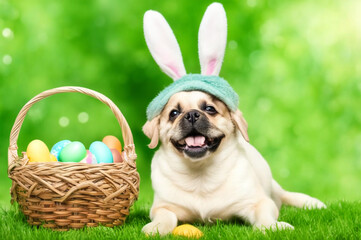 Dog Easter bunny wearing white Easter rabbit ear and basket painted egg. AI generated
