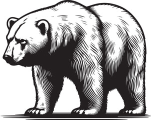 Polar bear silhouette isolated on white background
