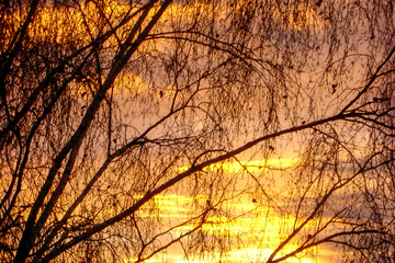 Tree branches on background of picturesque golden sunset sky close-up. Beauty in nature. Soft focus, blurred.