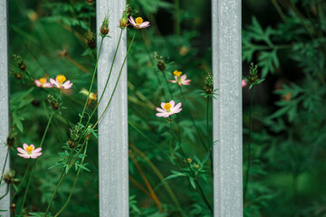 A cheerful display of sunny Sulfur cosmos, artfully arranged on a matching yellow background for a...