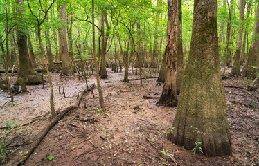 The Forest Floor at Congaree National Park in central South Carolina