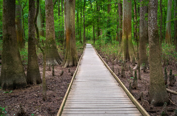 Boardwalk Trail at Congaree National Park in central South Carolina