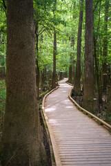Obraz premium Boardwalk Trail at Congaree National Park in central South Carolina