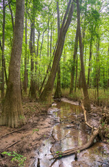 The Forest Floor at Congaree National Park in central South Carolina